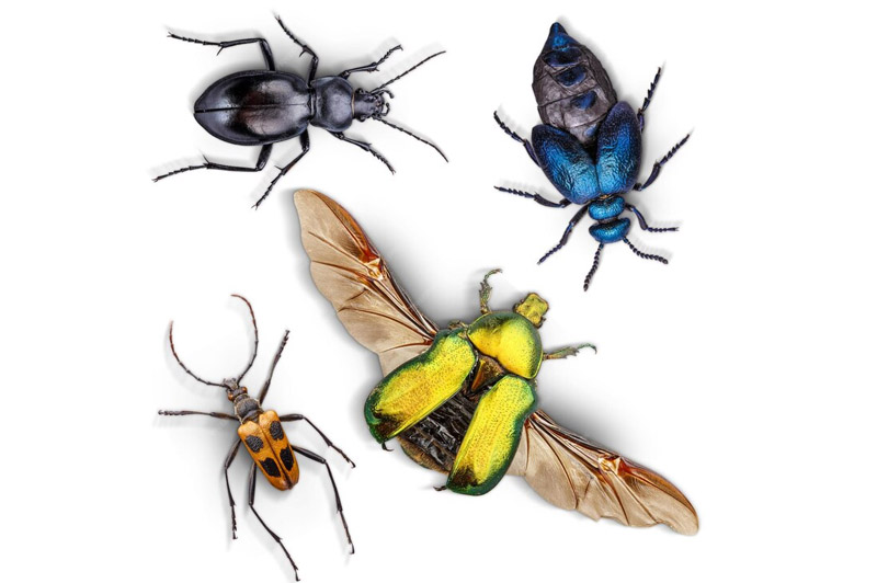 Dream about Insects interpretation