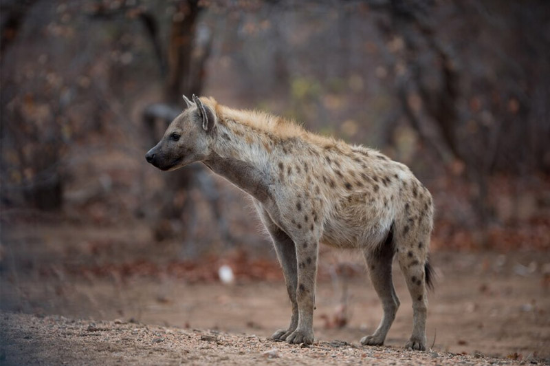 Dream about Hyena interpretation