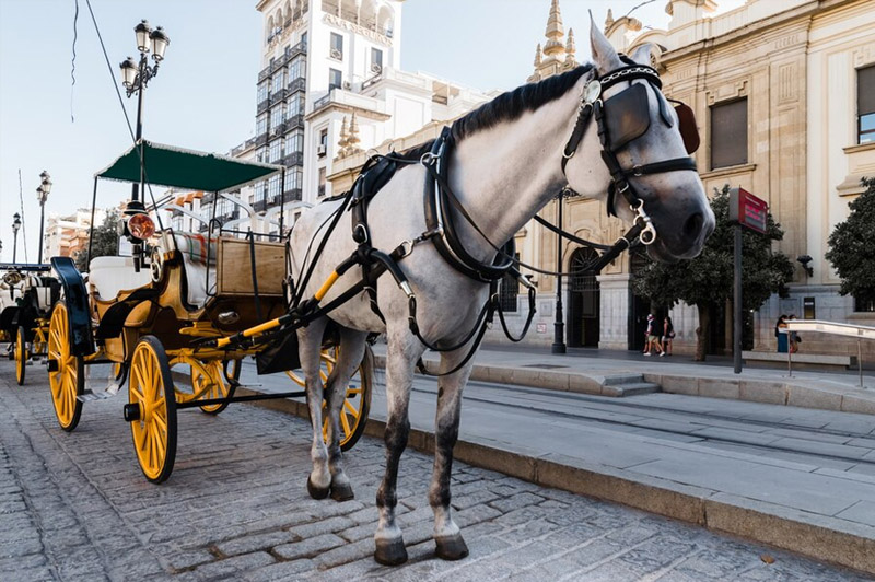 Dream about Horse Carriage interpretation