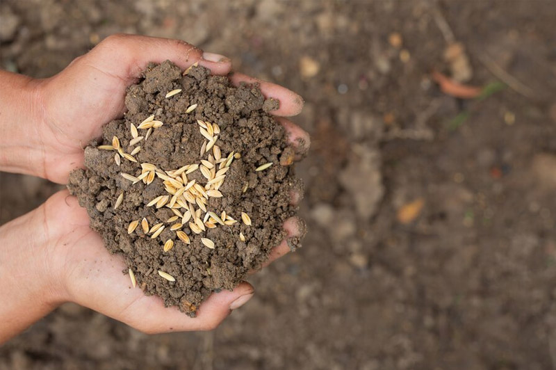 Dream about Sow interpretation