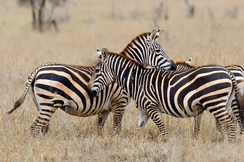 Dream about Zebra interpretation