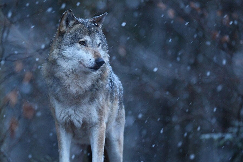 Dream about Wolf interpretation