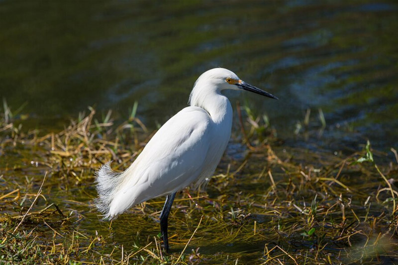 Dream about Waterfowl interpretation