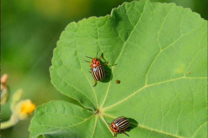 Dream about Vermin interpretation