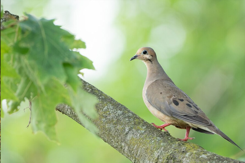 Dream about Turtle (dove) interpretation