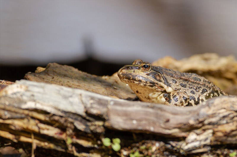 Dream about Toad interpretation