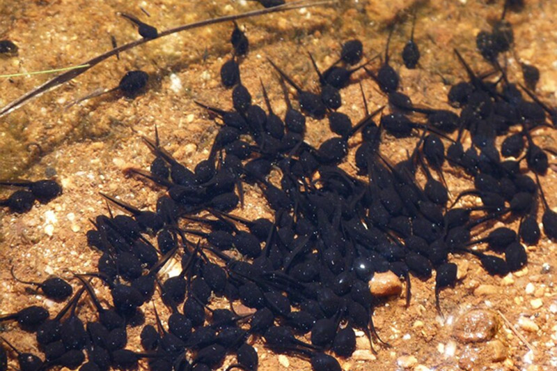 Dream about Tadpole interpretation