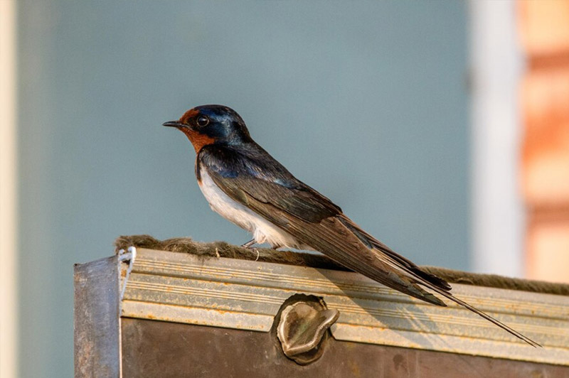 Dream about Swallow interpretation