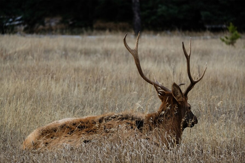 Dream about Stag interpretation
