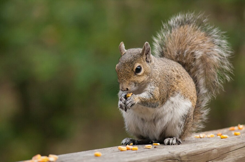 Dream about Squirrel interpretation