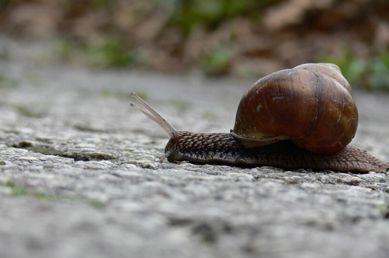 Dream about Snail interpretation