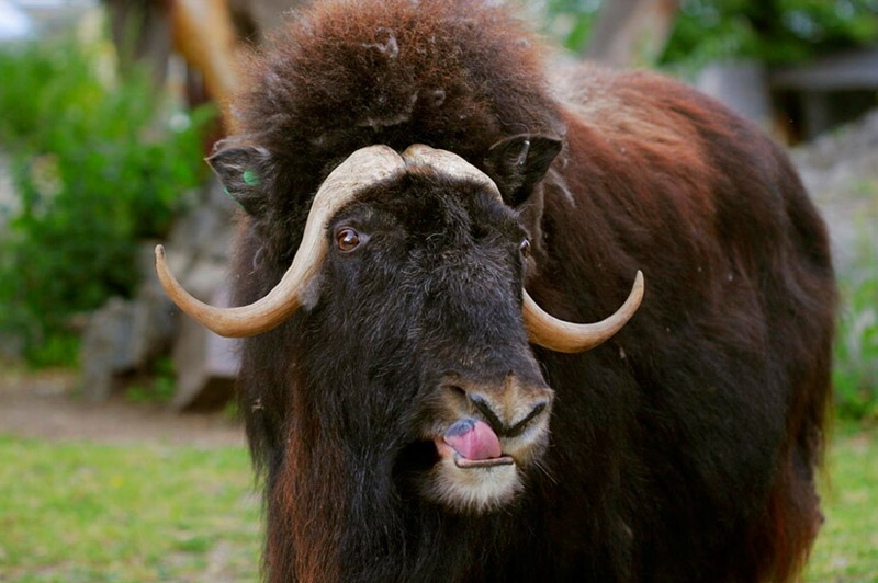 Dream about Yak interpretation