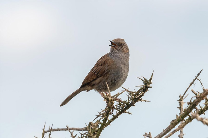 Dream about Sky-lark interpretation