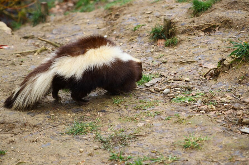 Dream about Skunk interpretation