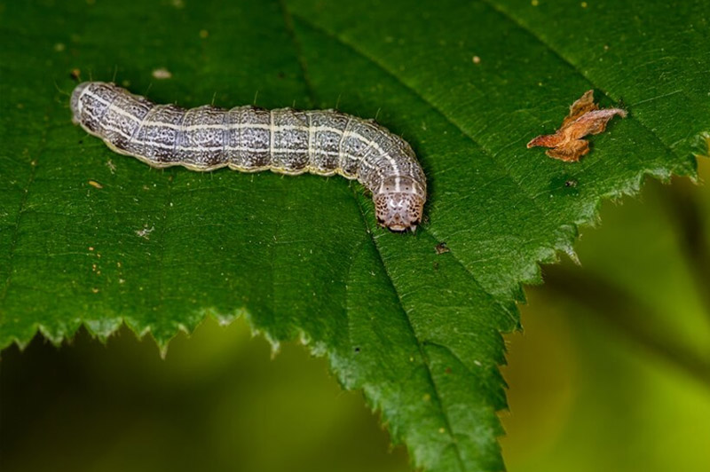 Dream about Silk worm interpretation