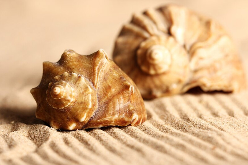 Dream about Shell interpretation