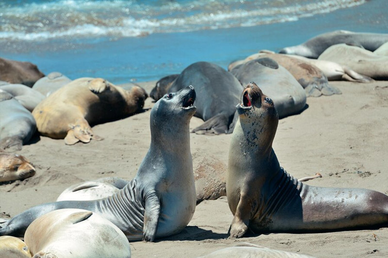 Dream about Seal interpretation