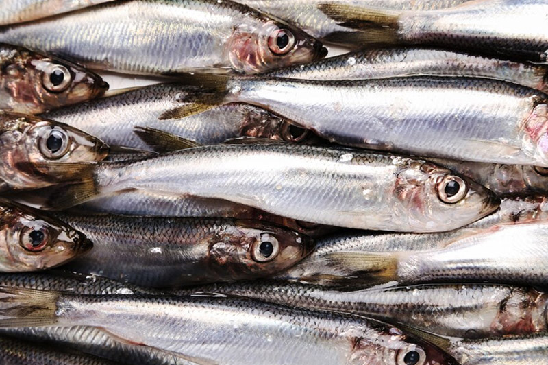 Dream about Sardine interpretation