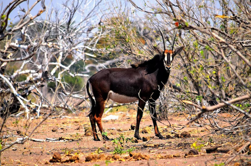 Dream about Sable interpretation