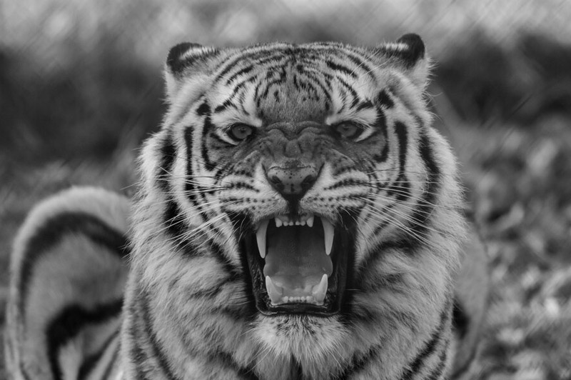 Dream about Roar interpretation