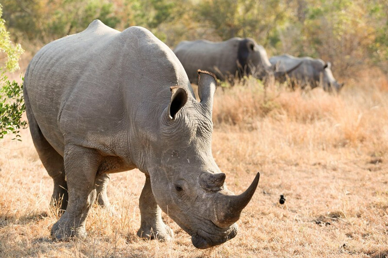 Dream about Rhinoceros interpretation