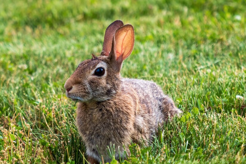 Dream about Rabbit interpretation