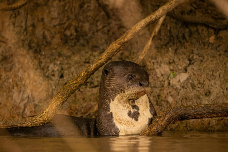 Dream about Otter interpretation