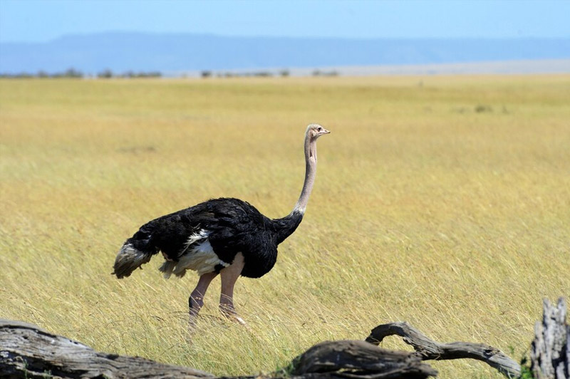 Dream about Ostrich interpretation