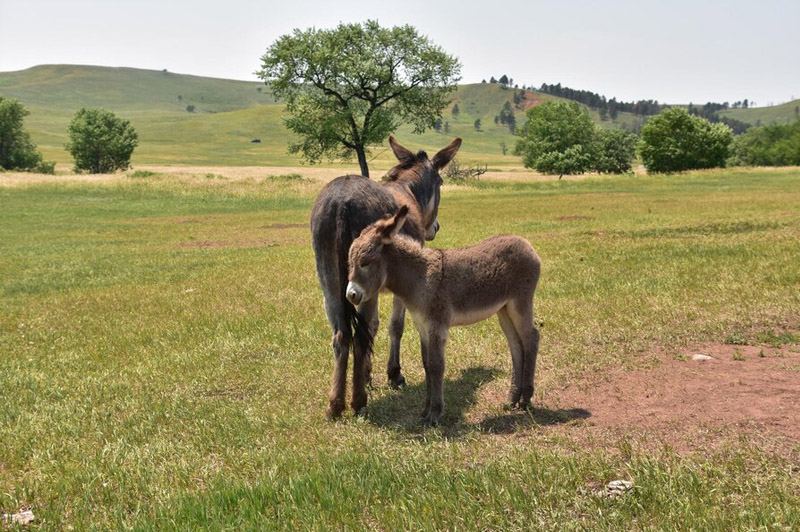 Dream about Mule interpretation