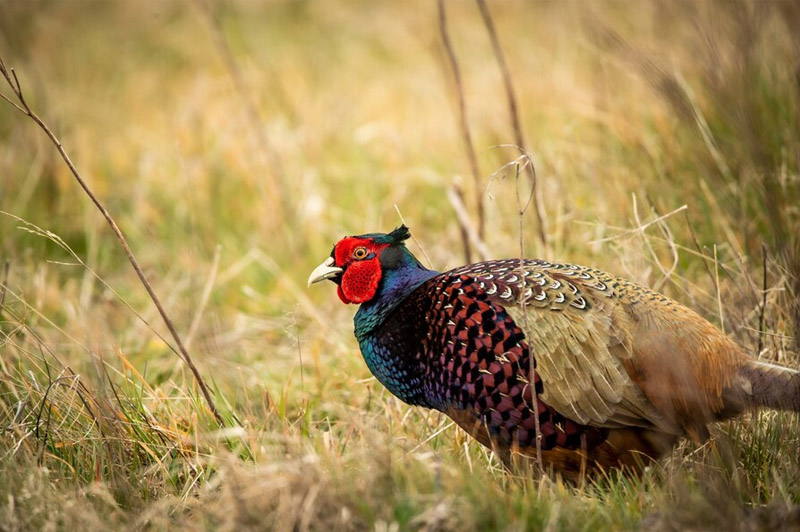 Dream about Pheasant interpretation
