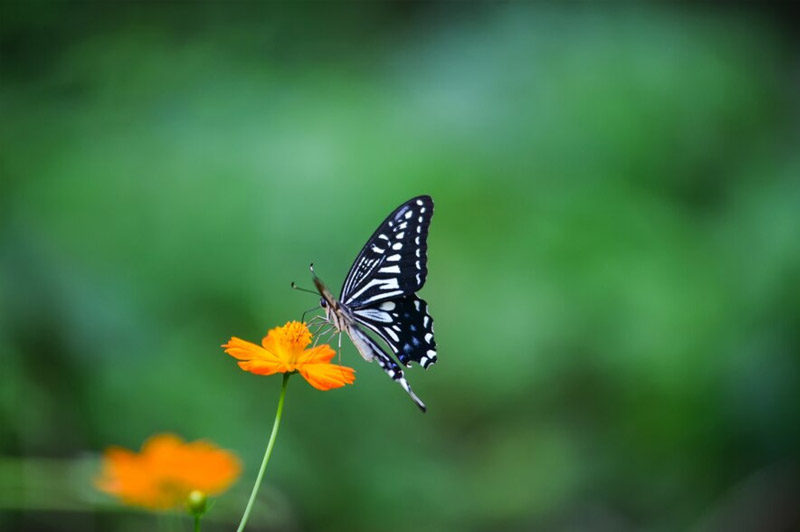 Dream about Moth interpretation