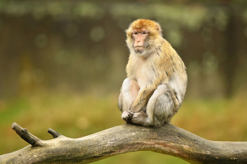 Dream about Monkey interpretation