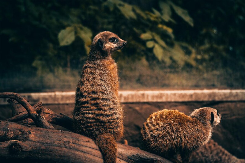 Dream about Mongoose interpretation