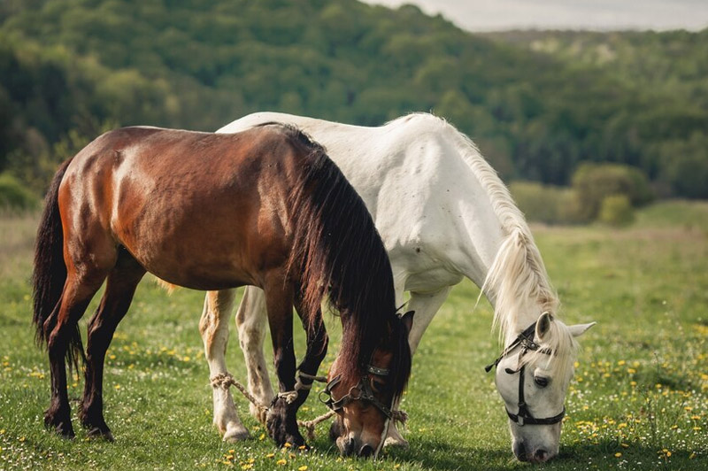 Dream about Mare interpretation