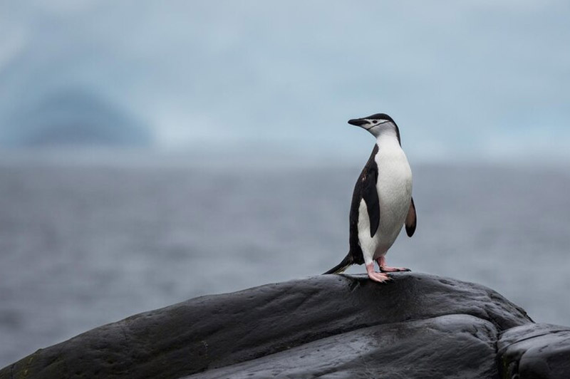 Dream about Penguin interpretation