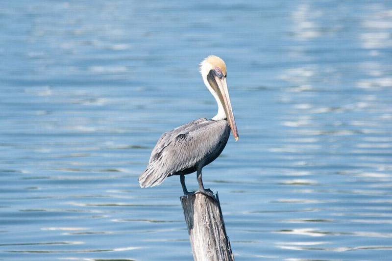 Dream about Pelican interpretation