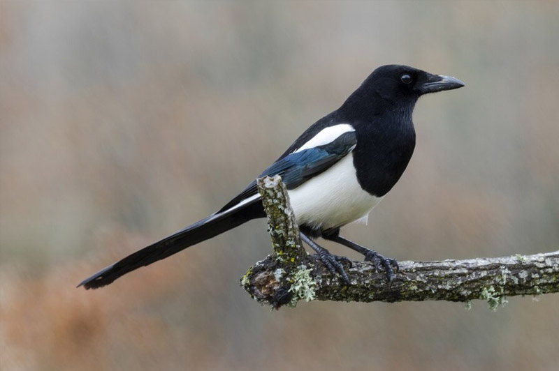 Dream about Magpie interpretation