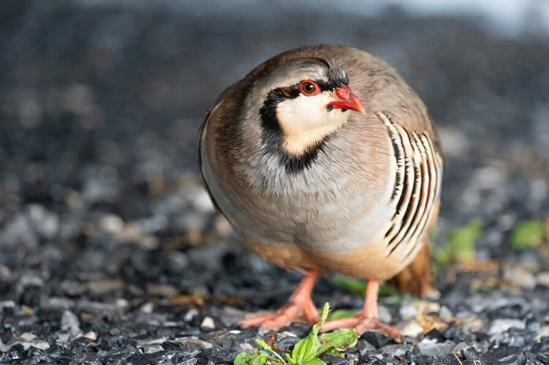 Dream about Partridge interpretation