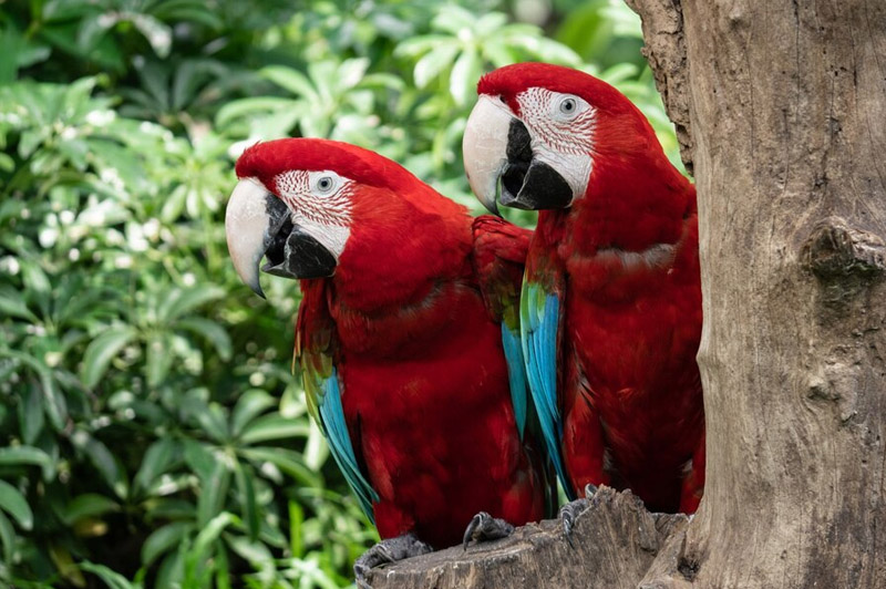 Dream about Macaw interpretation