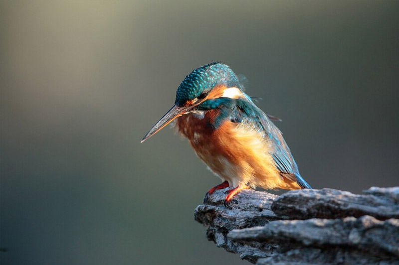 Dream about Kingfisher interpretation