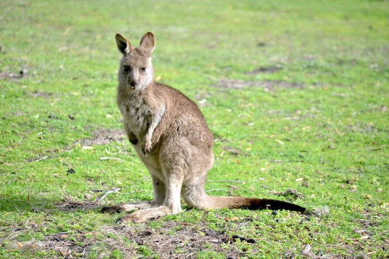 Dream about Kangaroo interpretation