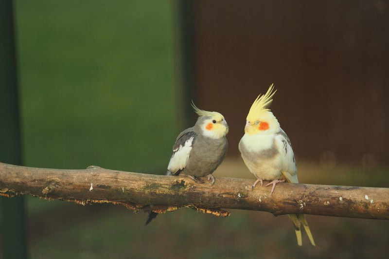 Dream about Love bird interpretation