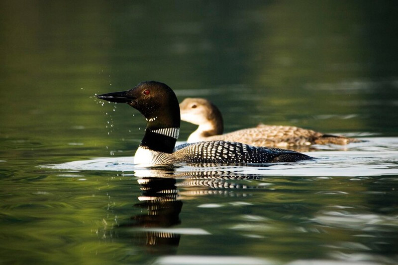 Dream about Loon interpretation
