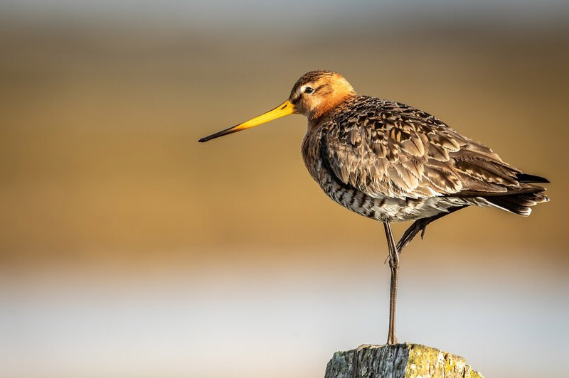 Dream about Long legged interpretation