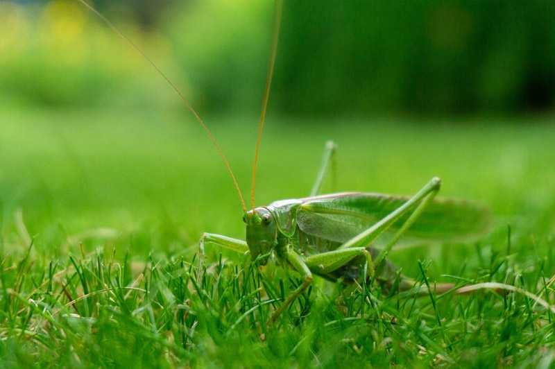 Dream about Locust interpretation