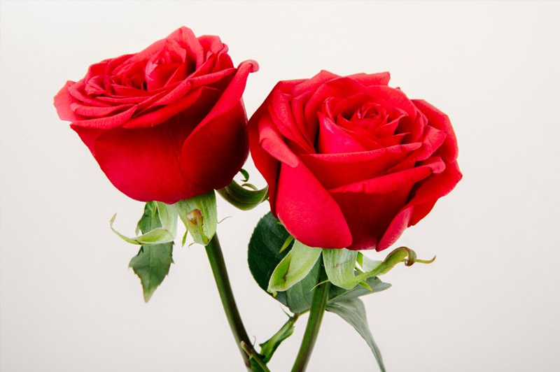 Dream about Rose interpretation