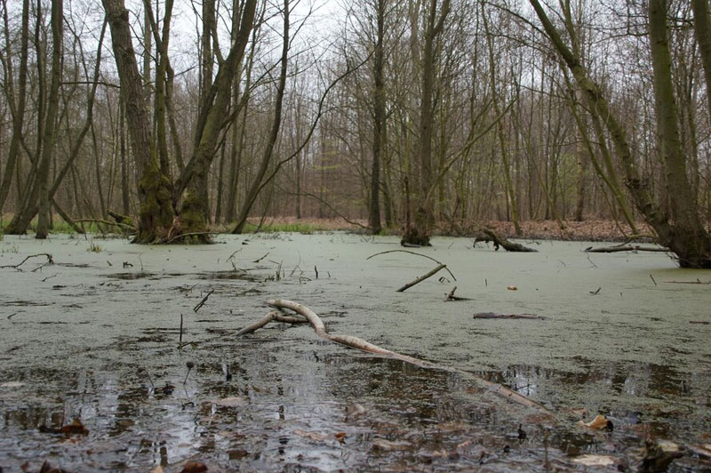 Dream about Quagmire interpretation