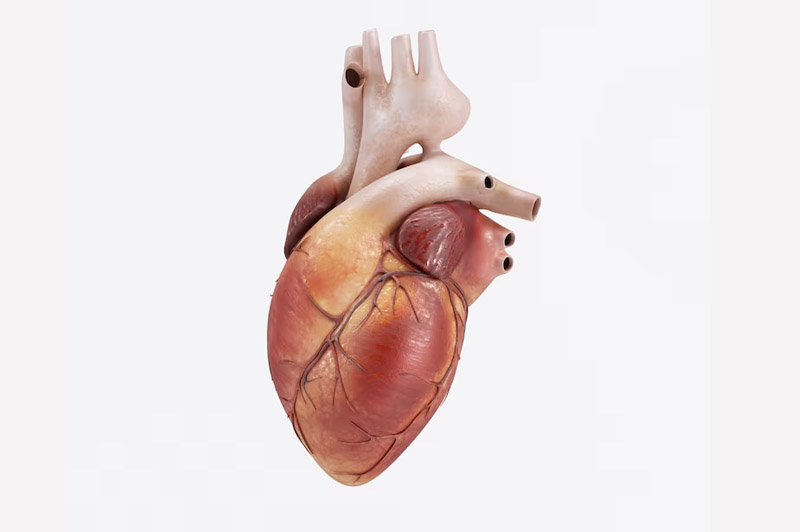 Dream about Heart interpretation