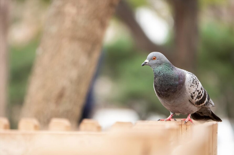 Dream about Pigeon interpretation