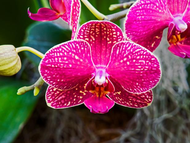 Dream about Orchid interpretation